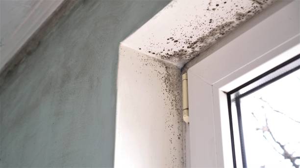 Best Post-Remediation Verification Testing  in Princeton Meadows, NJ