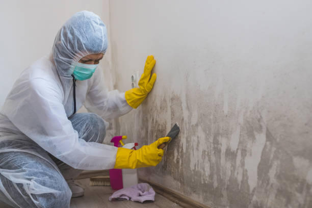 Best Mold Remediation for Rental Properties  in Princeton Meadows, NJ