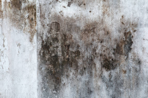 Best Air Quality Testing for Mold Spores  in Princeton Meadows, NJ