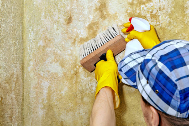 Best Environmental Consulting for Mold Prevention  in Princeton Meadows, NJ