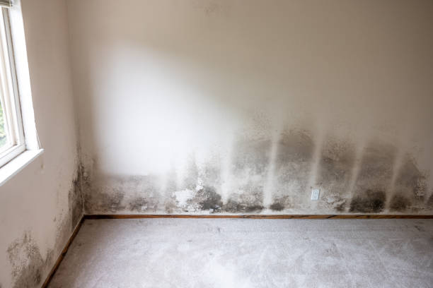 Biohazard Mold Removal in Princeton Meadows, NJ