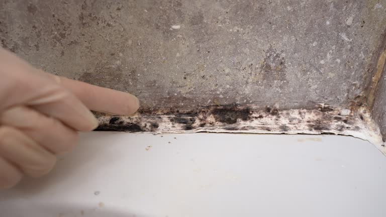 Best Emergency Mold Remediation  in Princeton Meadows, NJ