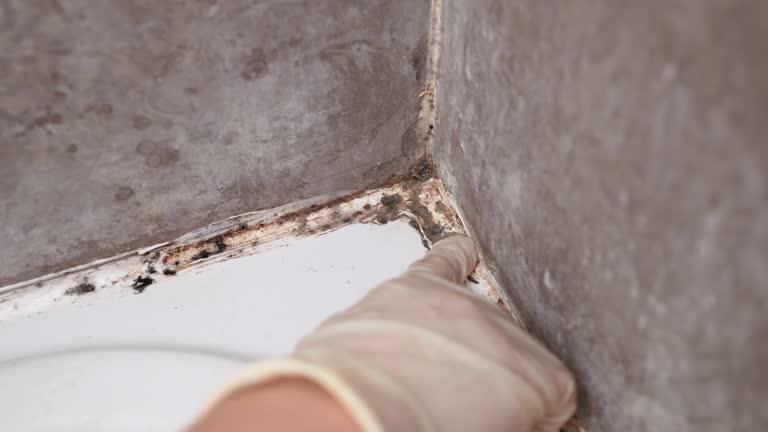 Best Biohazard Mold Removal  in Princeton Meadows, NJ