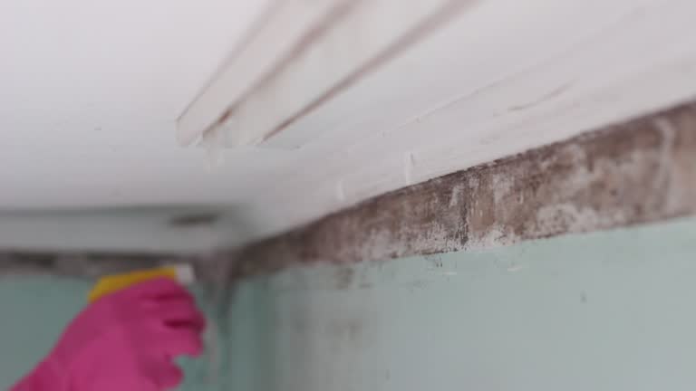 Mold Remediation for Rental Properties in Princeton Meadows, NJ